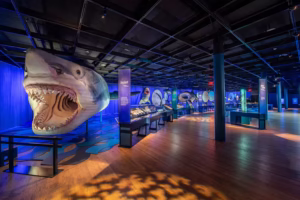 Royal Ontario Museum Exhibits: Sharks