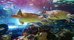 Toronto Ripley's Aquarium of Canada Entry Ticket4